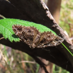 Xanthorhoe strumosata (Strumosata Carpet) at Tharwa, ACT - 27 Jan 2023 by MatthewFrawley