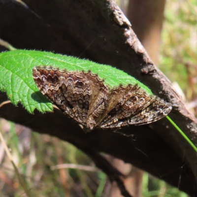 Xanthorhoe strumosata (Strumosata Carpet) at Gibraltar Pines - 27 Jan 2023 by MatthewFrawley