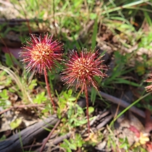 Acaena novae-zelandiae at Paddys River, ACT - 28 Jan 2023 09:55 AM