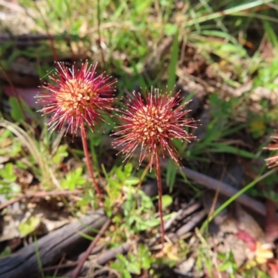 Acaena novae-zelandiae (Bidgee Widgee) at Paddys River, ACT - 27 Jan 2023 by MatthewFrawley