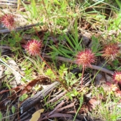 Acaena novae-zelandiae at Paddys River, ACT - 28 Jan 2023 09:55 AM