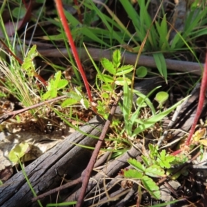 Acaena novae-zelandiae at Paddys River, ACT - 28 Jan 2023 09:55 AM