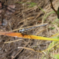 Griseargiolestes intermedius (Alpine Flatwing) at Paddys River, ACT - 27 Jan 2023 by MatthewFrawley