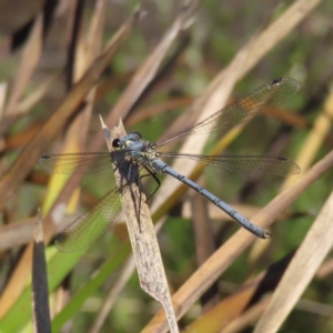 Griseargiolestes intermedius at Paddys River, ACT - 28 Jan 2023 10:08 AM