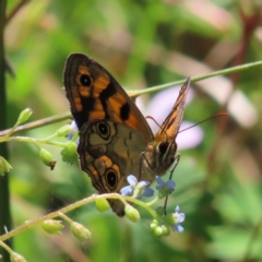 Heteronympha cordace (Bright-eyed Brown) at Paddys River, ACT - 28 Jan 2023 by MatthewFrawley