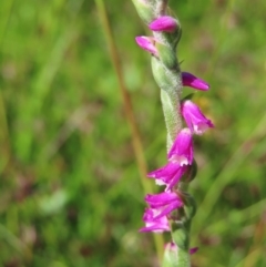 Spiranthes australis (Austral Ladies Tresses) at Paddys River, ACT - 28 Jan 2023 by MatthewFrawley