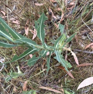 Lactuca serriola at Aranda, ACT - 29 Jan 2023