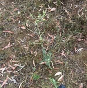 Lactuca serriola at Aranda, ACT - 29 Jan 2023