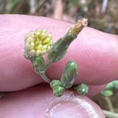 Lactuca serriola at Aranda, ACT - 29 Jan 2023