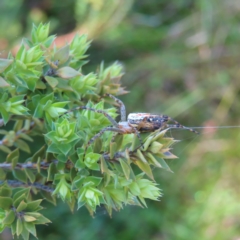 Plebs bradleyi (Enamelled spider) at Gibraltar Pines - 27 Jan 2023 by MatthewFrawley