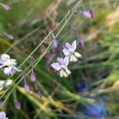 Arthropodium milleflorum (Vanilla Lily) at Paddys River, ACT - 28 Jan 2023 by MatthewFrawley