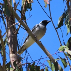 Coracina novaehollandiae (Black-faced Cuckooshrike) at Paddys River, ACT - 27 Jan 2023 by MatthewFrawley