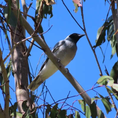 Coracina novaehollandiae (Black-faced Cuckooshrike) at Paddys River, ACT - 28 Jan 2023 by MatthewFrawley