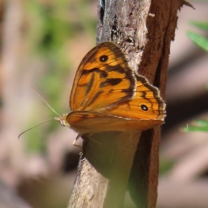 Heteronympha merope at Cotter River, ACT - 28 Jan 2023 10:51 AM