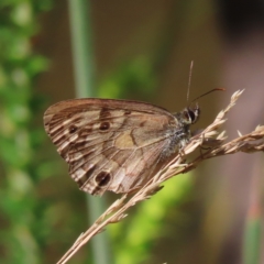 Heteronympha cordace (Bright-eyed Brown) at Namadgi National Park - 27 Jan 2023 by MatthewFrawley