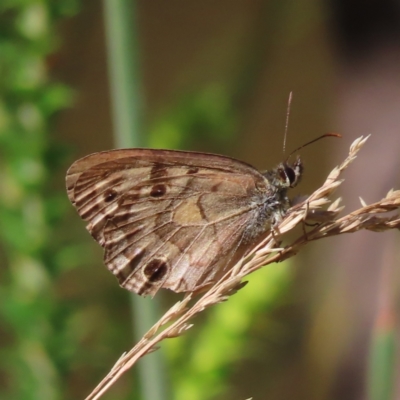 Heteronympha cordace (Bright-eyed Brown) at Cotter River, ACT - 28 Jan 2023 by MatthewFrawley