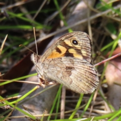 Geitoneura klugii (Marbled Xenica) at Cotter River, ACT - 28 Jan 2023 by MatthewFrawley