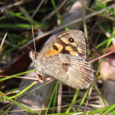 Geitoneura klugii (Marbled Xenica) at Namadgi National Park - 28 Jan 2023 by MatthewFrawley