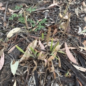 Plantago varia at Aranda, ACT - 29 Jan 2023 08:49 AM