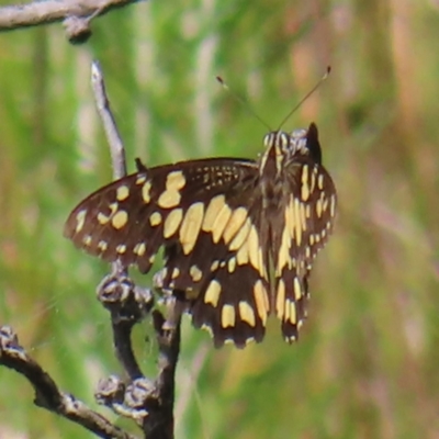 Papilio demoleus (Chequered Swallowtail) at Namadgi National Park - 28 Jan 2023 by MatthewFrawley