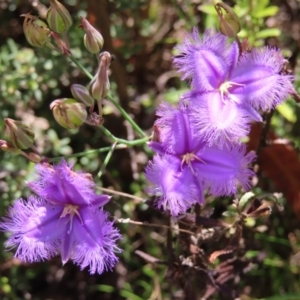 Thysanotus tuberosus subsp. tuberosus at Cotter River, ACT - 28 Jan 2023