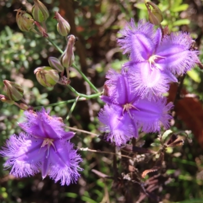 Thysanotus tuberosus subsp. tuberosus (Common Fringe-lily) at Namadgi National Park - 28 Jan 2023 by MatthewFrawley