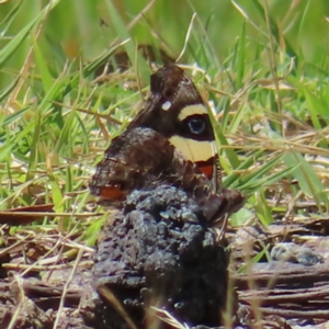 Vanessa itea at Cotter River, ACT - 28 Jan 2023 11:37 AM