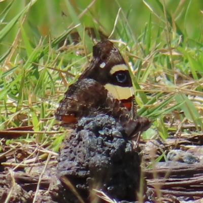 Vanessa itea (Yellow Admiral) at Cotter River, ACT - 28 Jan 2023 by MatthewFrawley