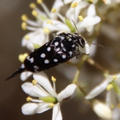Mordella dumbrelli (Dumbrell's Pintail Beetle) at Deakin, ACT - 25 Jan 2023 by LisaH