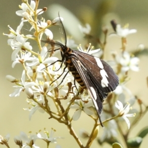 Nyctemera amicus at Hawker, ACT - 25 Jan 2023