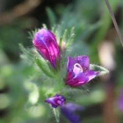 Echium plantagineum (Paterson's Curse) at Killara, VIC - 27 Jan 2023 by KylieWaldon