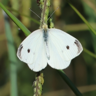 Pieris rapae (Cabbage White) at Bandiana, VIC - 28 Jan 2023 by KylieWaldon