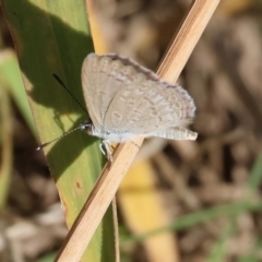 Zizina otis (Common Grass-Blue) at Killara, VIC - 28 Jan 2023 by KylieWaldon