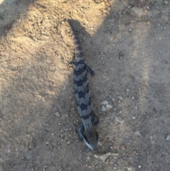 Tiliqua scincoides scincoides (Eastern Blue-tongue) at Watson, ACT - 15 Oct 2015 by AaronClausen