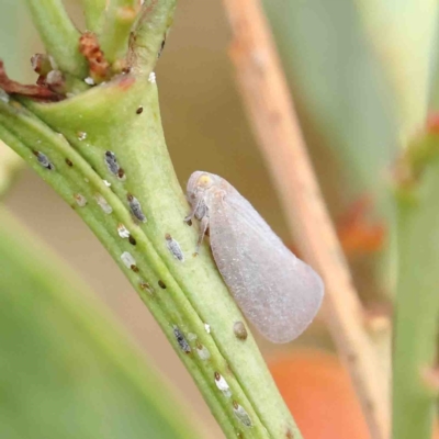 Anzora unicolor (Grey Planthopper) at O'Connor, ACT - 23 Jan 2023 by ConBoekel