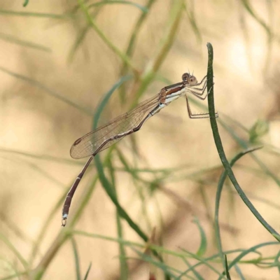 Austrolestes analis (Slender Ringtail) at O'Connor, ACT - 23 Jan 2023 by ConBoekel