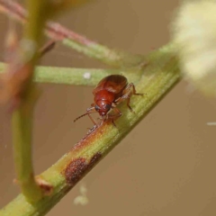 Eumolpinae (subfamily) (Unidentified Eumolpinae Leaf-beetle) at O'Connor, ACT - 23 Jan 2023 by ConBoekel