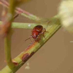 Eumolpinae (subfamily) at O'Connor, ACT - 23 Jan 2023