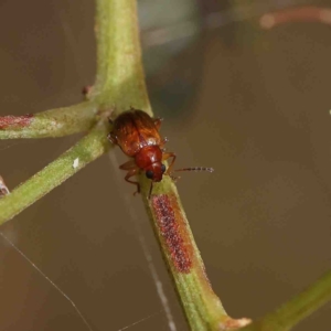 Eumolpinae (subfamily) at O'Connor, ACT - 23 Jan 2023