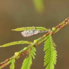 Titinia tenuis (Titinia weevil) at O'Connor, ACT - 22 Jan 2023 by ConBoekel