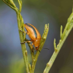 Calomela juncta (Leaf beetle) at O'Connor, ACT - 23 Jan 2023 by ConBoekel