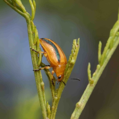 Calomela juncta (Leaf beetle) at O'Connor, ACT - 23 Jan 2023 by ConBoekel