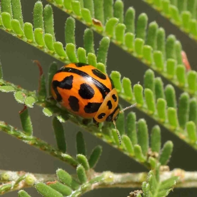 Peltoschema oceanica (Oceanica leaf beetle) at O'Connor, ACT - 23 Jan 2023 by ConBoekel