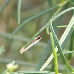 Scieropepla polyxesta (A Gelechioid moth (Xyloryctidae)) at O'Connor, ACT - 22 Jan 2023 by ConBoekel