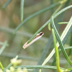 Scieropepla polyxesta at O'Connor, ACT - 23 Jan 2023