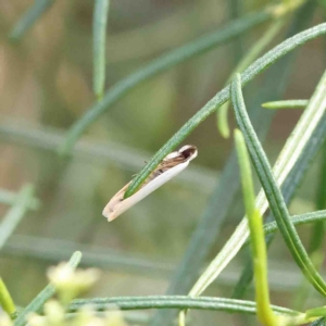 Scieropepla polyxesta at O'Connor, ACT - 23 Jan 2023 10:33 AM