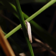 Scieropepla polyxesta at O'Connor, ACT - 23 Jan 2023