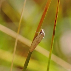 Scieropepla polyxesta (A Gelechioid moth (Xyloryctidae)) at O'Connor, ACT - 22 Jan 2023 by ConBoekel