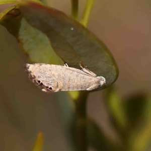 Eupselia melanostrepta at O'Connor, ACT - 23 Jan 2023