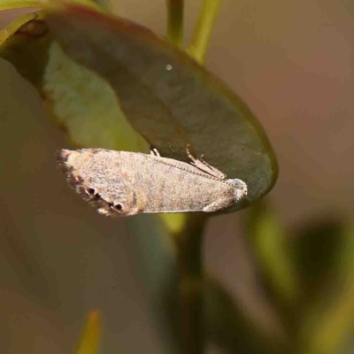 Eupselia melanostrepta (A Twig moth) at O'Connor, ACT - 23 Jan 2023 by ConBoekel